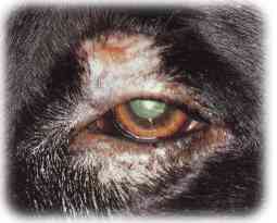 i øjenlågene - Blepharitis