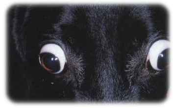 Hvornår har min hund eller brug for en øjenundersøgelse ?